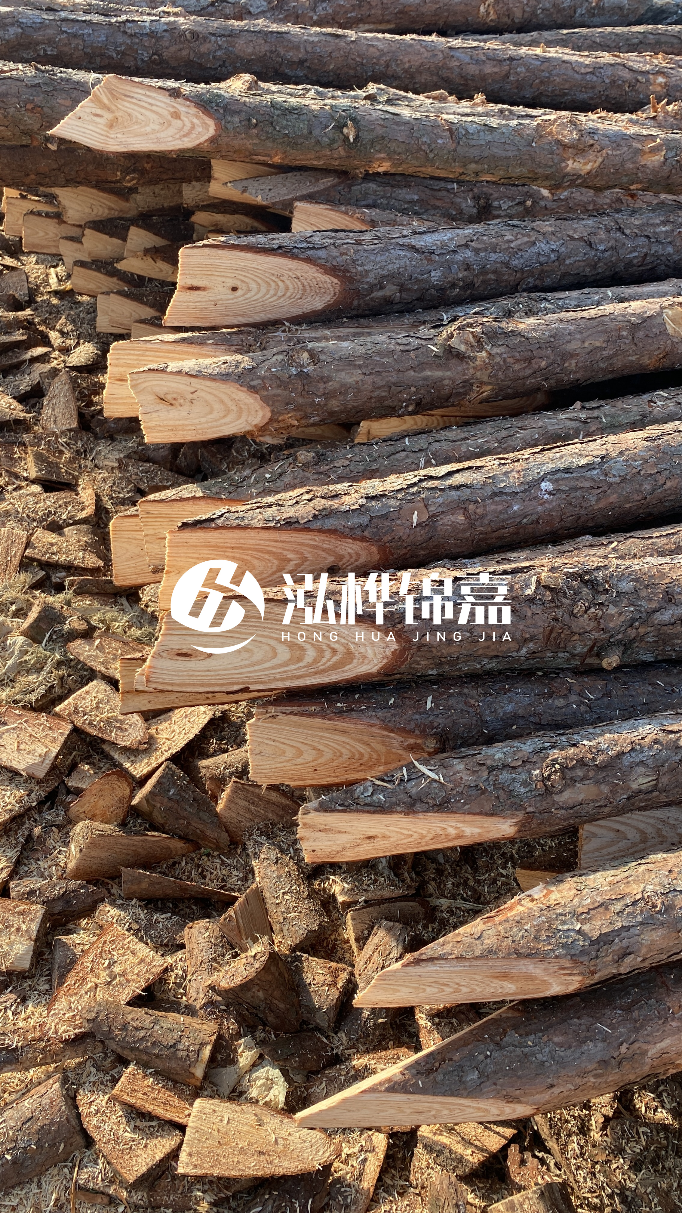 松木樁怎么分辨好壞？學會這幾招，輕松分辨松木樁好壞不踩雷！