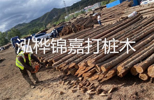松木寄生價(jià)格多少錢一斤？！